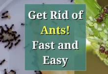 DIY Methods to Control and Prevent Ant Infestation