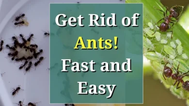 DIY Methods to Control and Prevent Ant Infestation